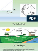 The Carbon Cycle Explained