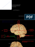 Partes Del Cerebro