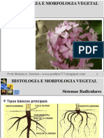 Histologia e Morfologia Vegetal Parte 2