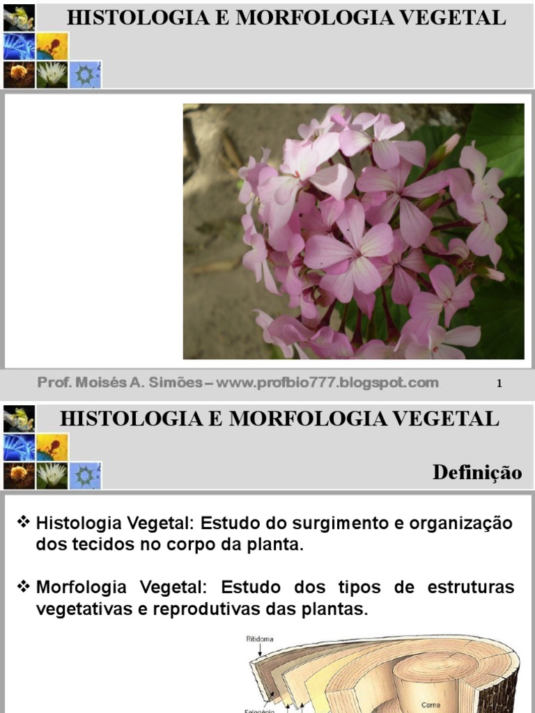 Morfologia e Histologia Vegetal | PDF | Raiz | Tecido (Biologia)