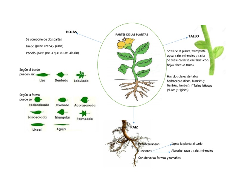 map-mental-de-las-plantas-1-pdf