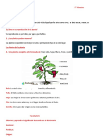 Ficha # 11 Las Plantas y Sus Partes