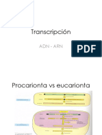 IVd Transcripcion