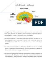 Desarrollo Del Cerebro Adolescente