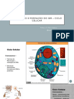 CONCEPÇÃO E FORMAÇÃO DO SER - Ciclo Celular