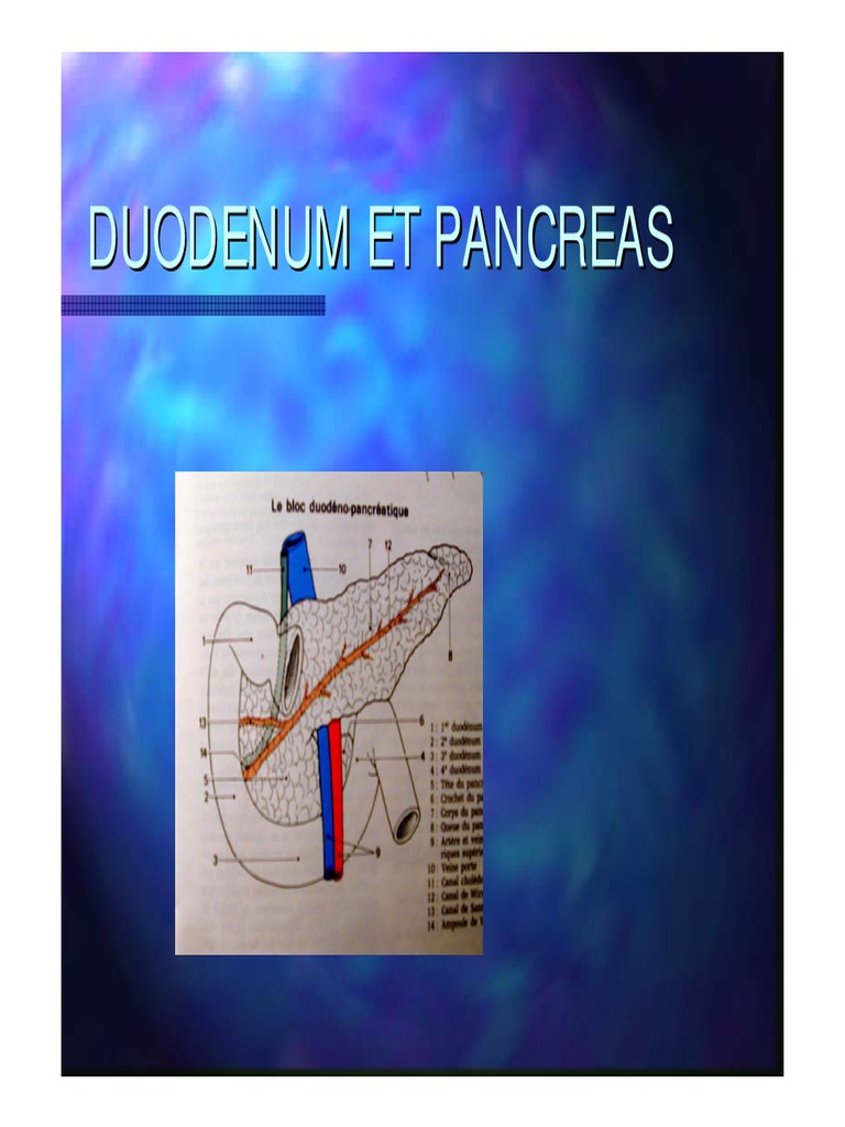 LP 3 Cours Anatomie Digestive Duodenum Et Pancr as PDF Pancr as 