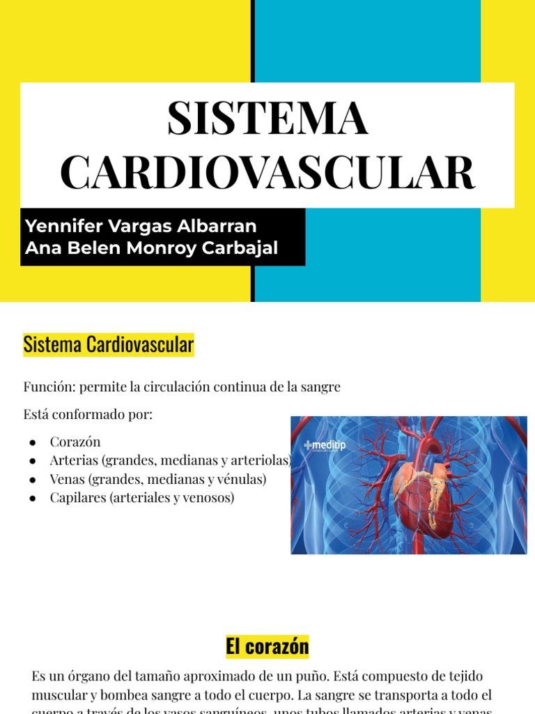 Sistema Cardiovascular Pdf Sistema Circulatorio Corazón