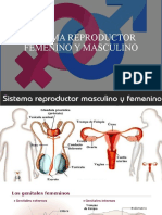 Sistema Reproductor Femenino y Masculino