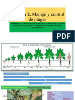 Identificación y control de plagas del módulo 2 de frijol