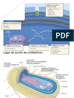 Mecanismos y aplicaciones de los antibióticos β-lactámicos
