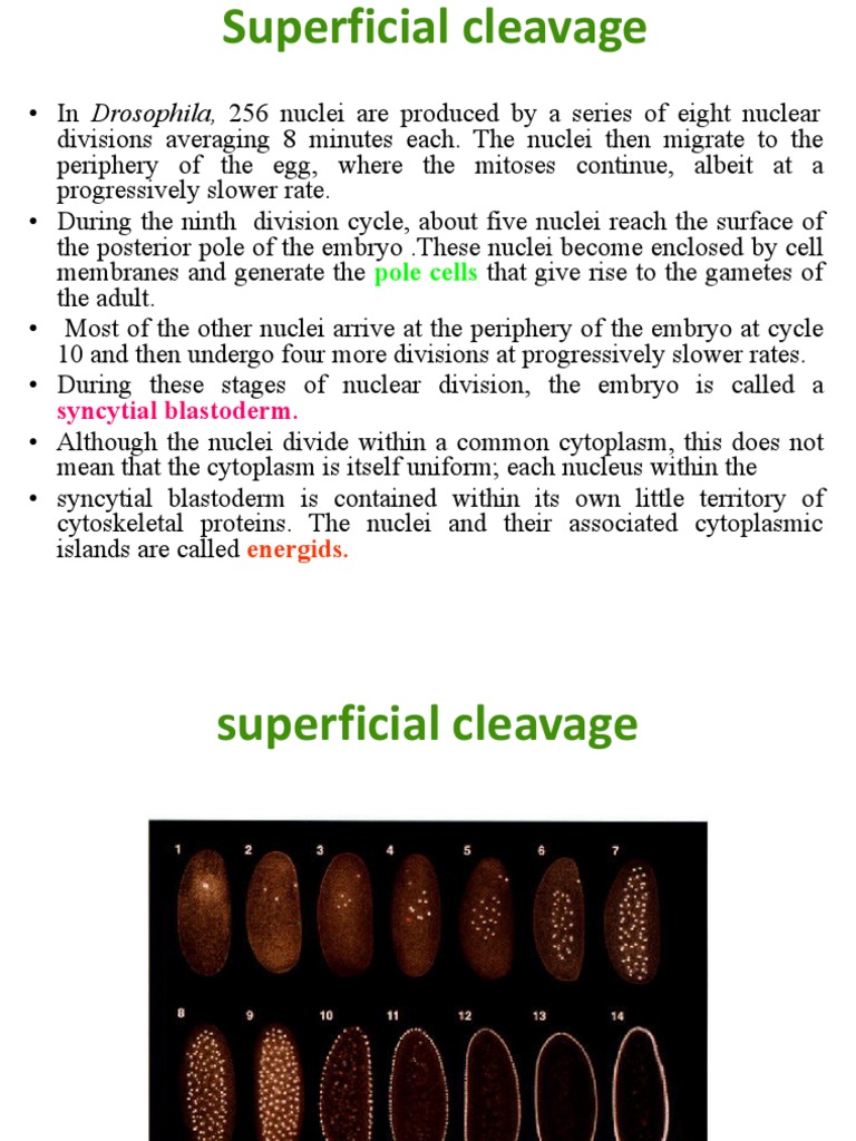 Pattern Formation in Drosophila | PDF | Biological Processes | Reproduction