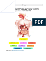 Ficha Interactiva Anatomia Digestivo..