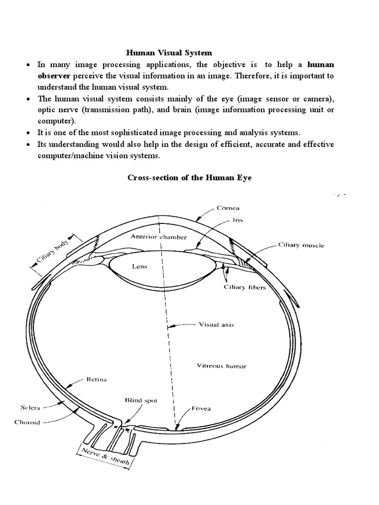 Human Visual System Biology Diagrams