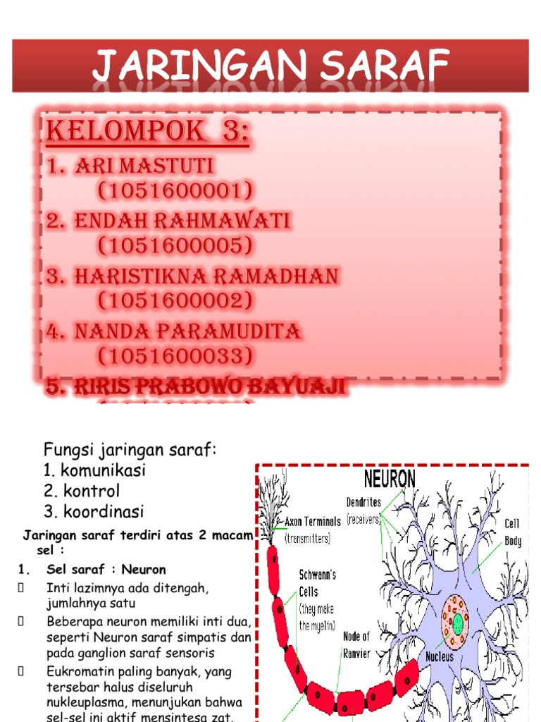 JARINGAN SARAF