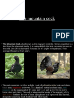 The Mountain Cock