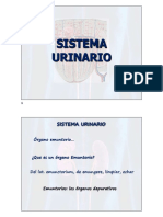 Sistema Urinario