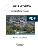 03 Pipistrelle en Turquie