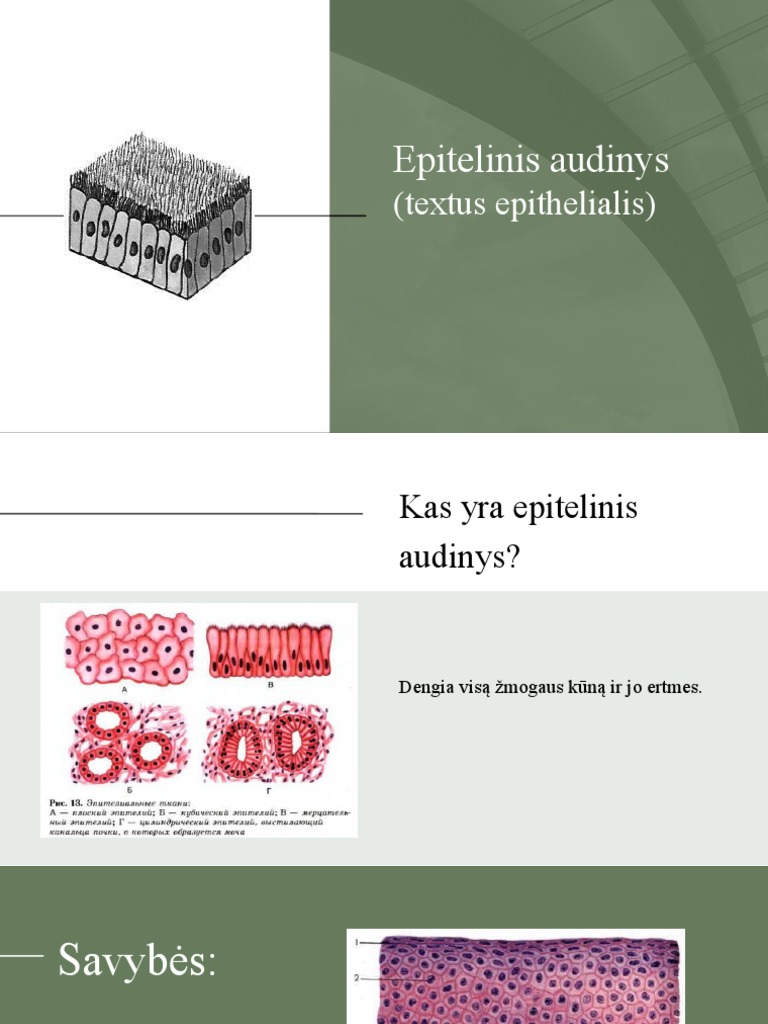 Epitelinis Audinys | PDF