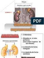 Glandulassuprarrenales 131213141115 Phpapp02