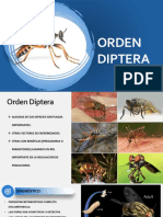 20 Diptera