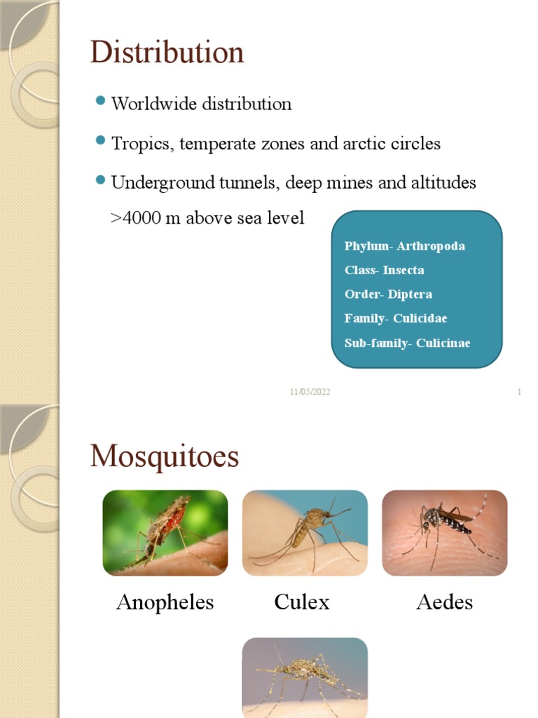 Mosquito Distribution and Control | PDF | Mosquito Net | Insects And Humans