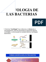 Morfología y estructura bacteriana