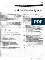 Anatomy Muscle System Manual