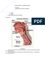 Aparatul Respirator Si Respiratia