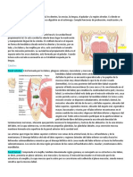 Anatomía de la cavidad bucal y sus estructuras