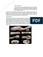 Técnicas de Recolección de Semen en Caimanes