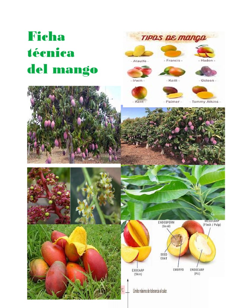 Ficha Del Mango | PDF | Mango | Fruta