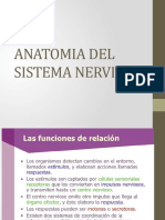 Anatomia Del Sistema Nervioso2