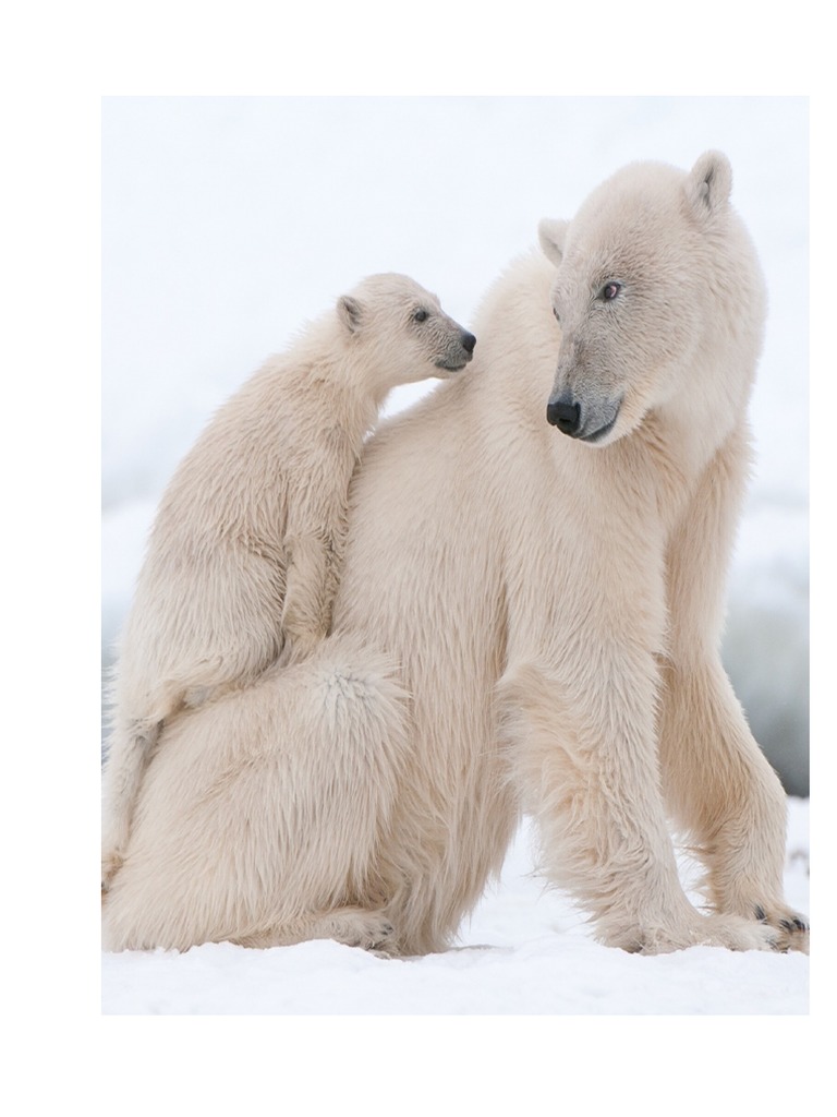 Polar Bear | PDF