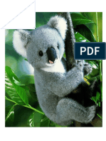 koalabear