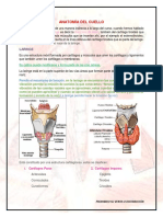 Anatomía Del Cuello 2