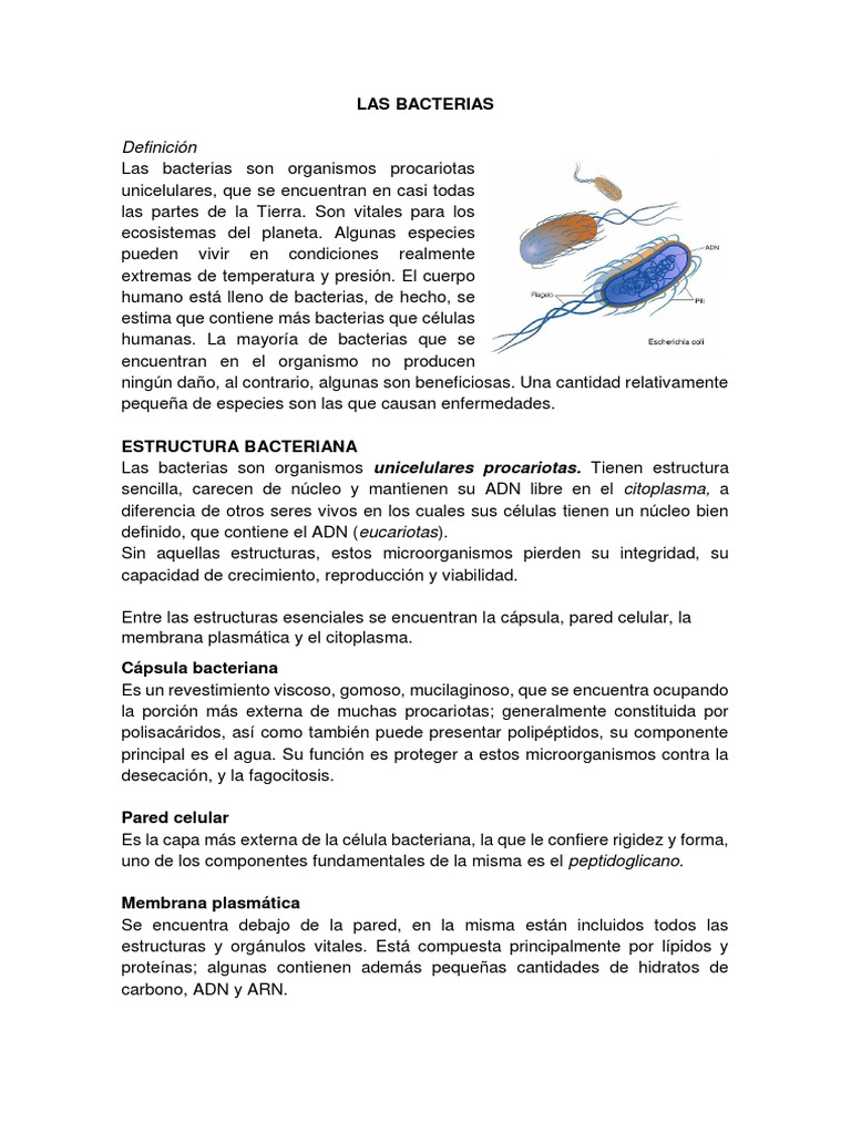 Estructura y funciones de las bacterias | PDF | Las bacterias ...