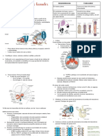 Embriología Del Aparato Locomotor