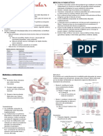 Histología Del Tejido Muscular y Fisiología