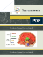 Neuroanatomia 3