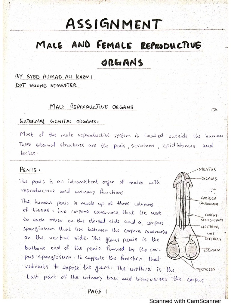 Assignment For Reproductive System PDF