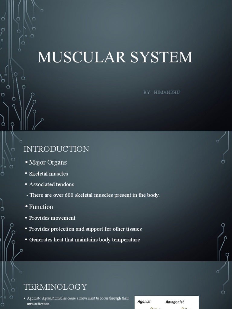 Muscular System 1 | PDF