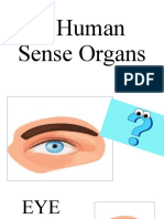 5 Human Sense Organs