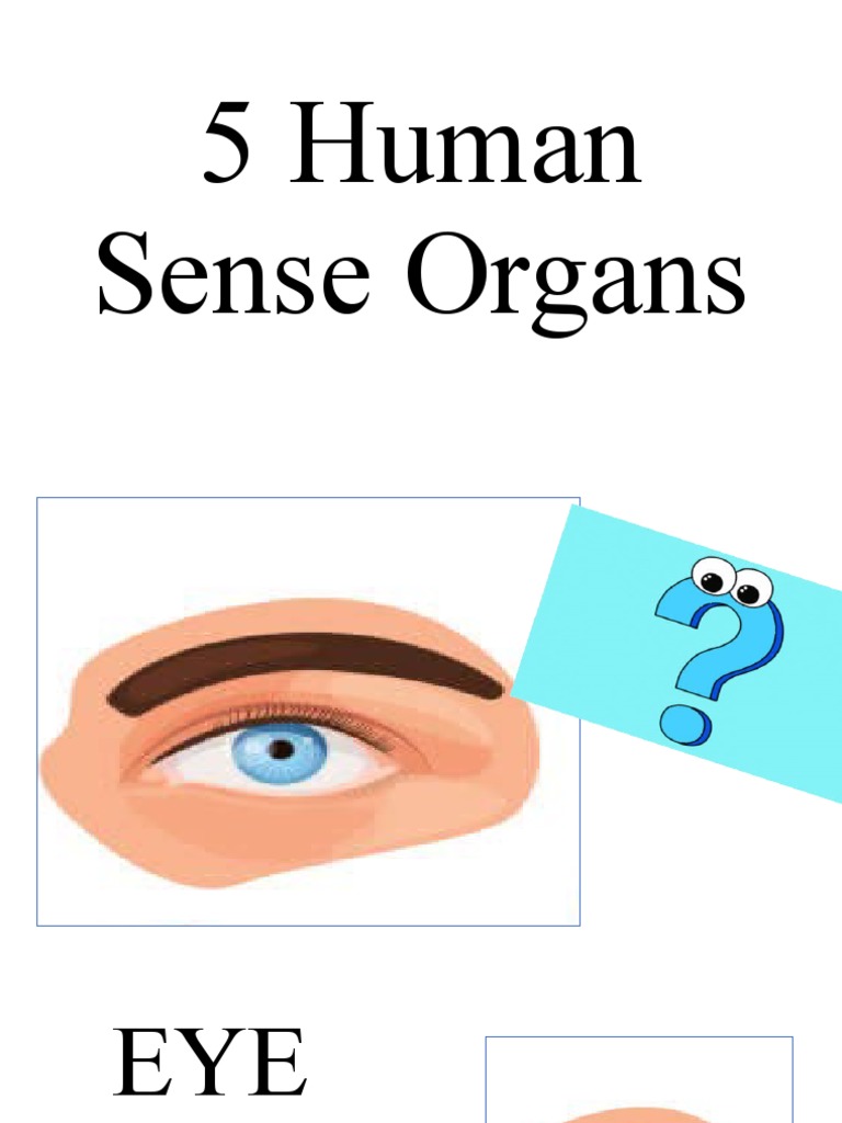 5 Human Sense Organs Pdf