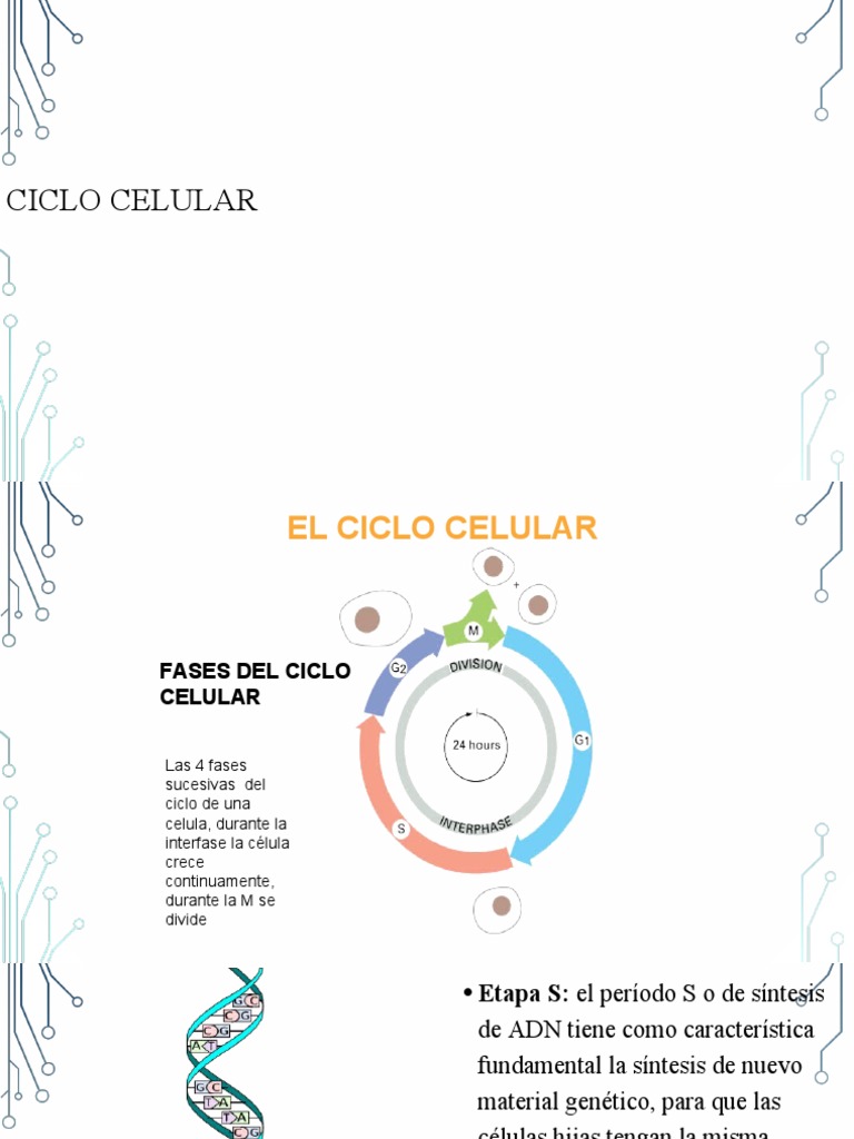 Fases del Ciclo Celular y Mitosis | PDF | Mitosis | Mitosis