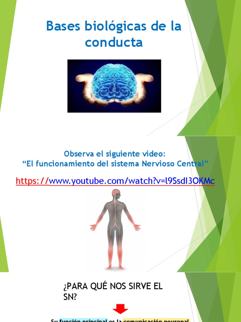 Bases Biológicas de La Conducta Humana | PDF | Cerebro | Sistema nervioso