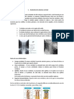 Anatomia Cervical