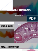 Animal Organs