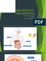 Sistema Digestivo Tubo Digestivo