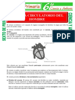 Sistema Circulatorio Del Hombre para Sexto de Primaria