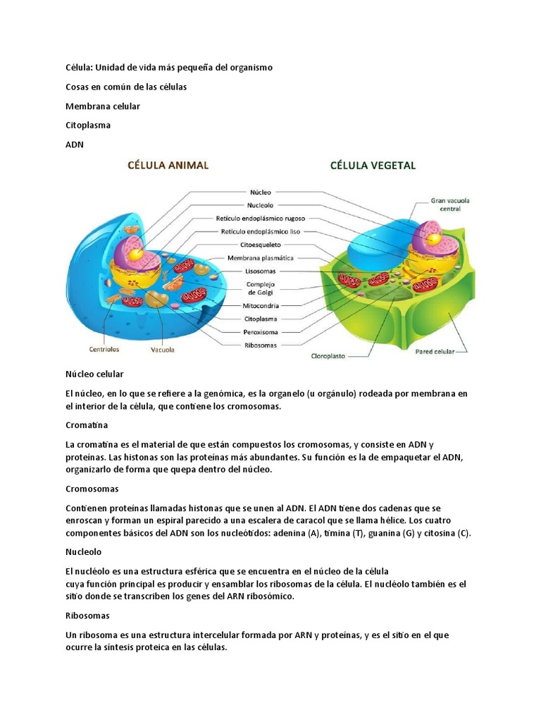 Estructura y Función de la Célula Animal | PDF | Citoplasma | Biología ...